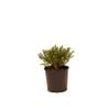 200mm Hebe Lemon and Lime