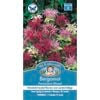 Mr Fothergill's Bergamot Panorama Seeds
