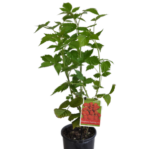 3L Raspberry Aspiring - Rubus idaeus Aspiring - Incredible Edibles Range