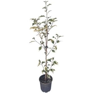 4L White Variegated Lacebark - Hoheria Populnea Alba