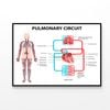 Pulmonary Circuit Diagram   Print 100% Australian Made 120x90cm  (Poster)