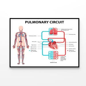 Pulmonary Circuit Diagram   Print 100% Australian Made 120x90cm  (Poster)