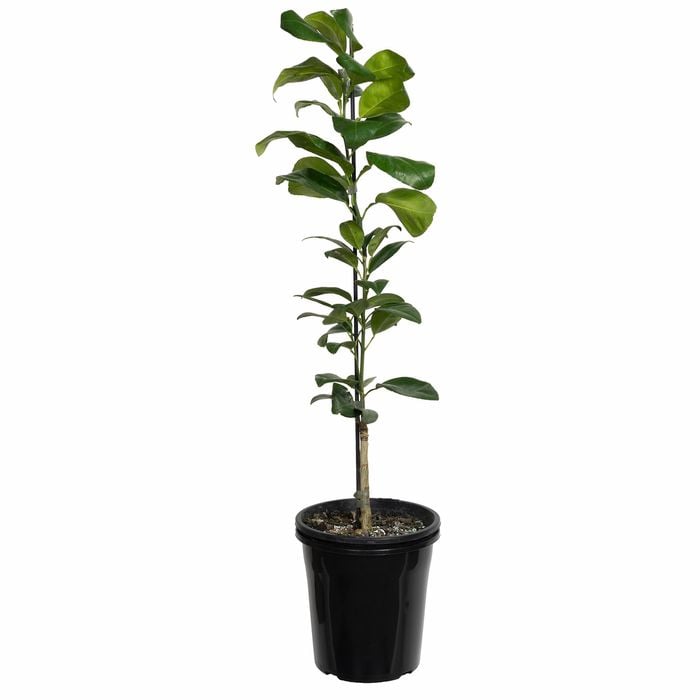 Plant Grapefruit Golden Special Dwarf 3.5l