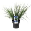 180mm Lomandra Nyalla - Lomandra longifolia
