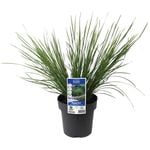 180mm Lomandra Nyalla - Lomandra longifolia