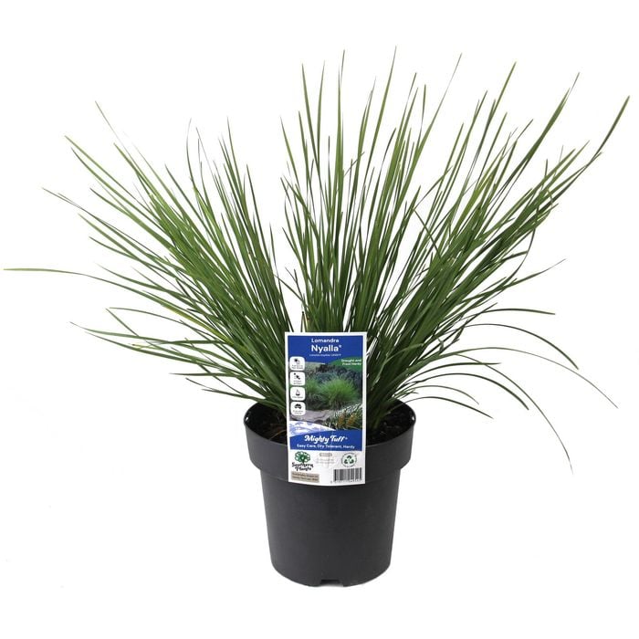 180mm Lomandra Nyalla - Lomandra longifolia