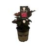 2.5L Hydrangea Tuxedo Pink - Hydrangea macrophylla