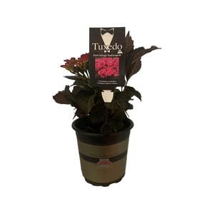 2.5L Hydrangea Tuxedo Pink - Hydrangea macrophylla