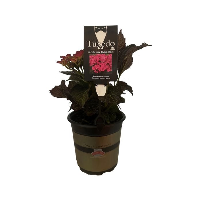 2.5L Hydrangea Tuxedo Pink - Hydrangea macrophylla