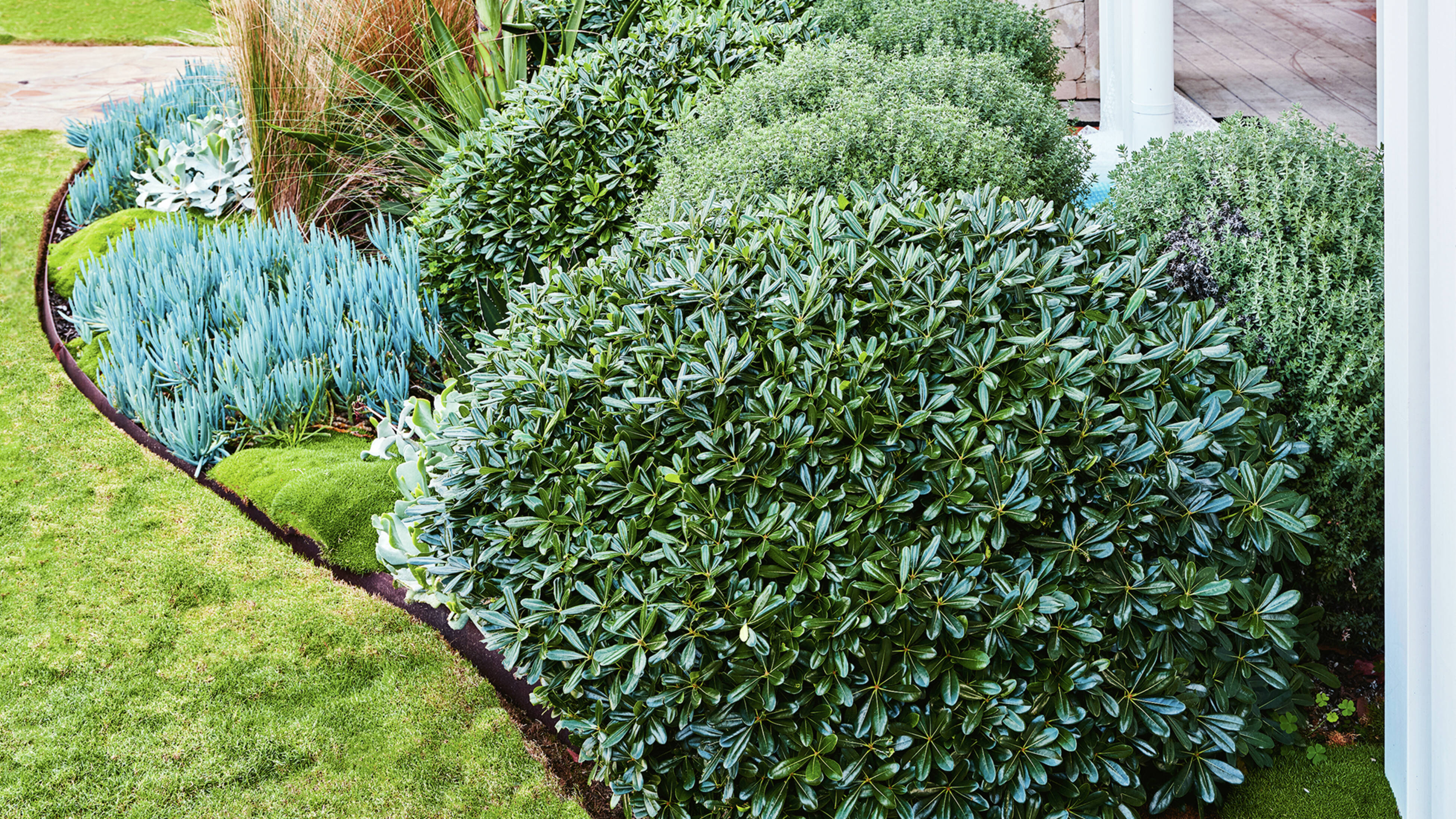A garden bed features various green and blue foliage plants, including shrubs and grasses, bordered by a lawn.