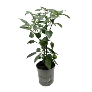 170mm Capsicum Midi Red - Capsicum annuum