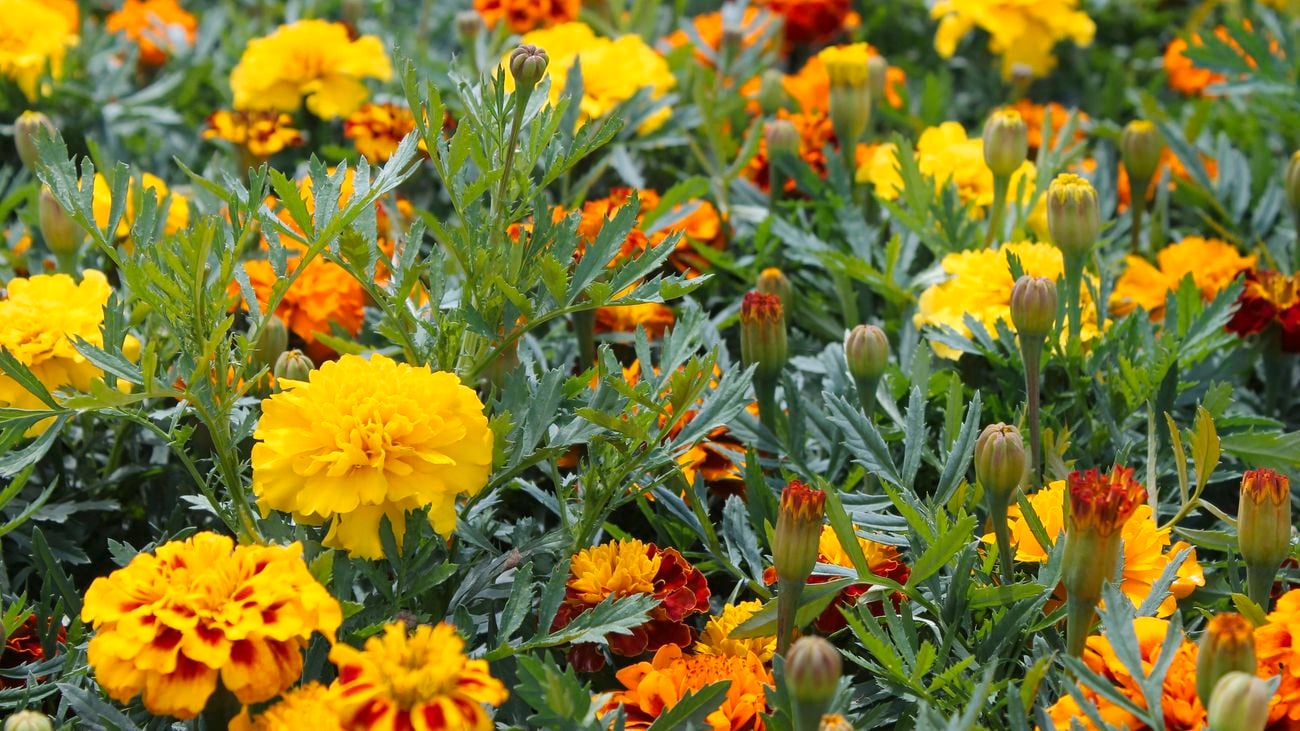Bright yellow marigolds in flower.