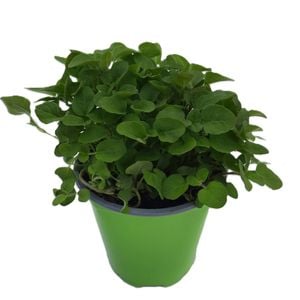 90mm Nudo Herbs Greek Oregano - Origanum vulgare