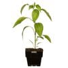 125mm Floriana Fresh Start Range - Chilli Africa