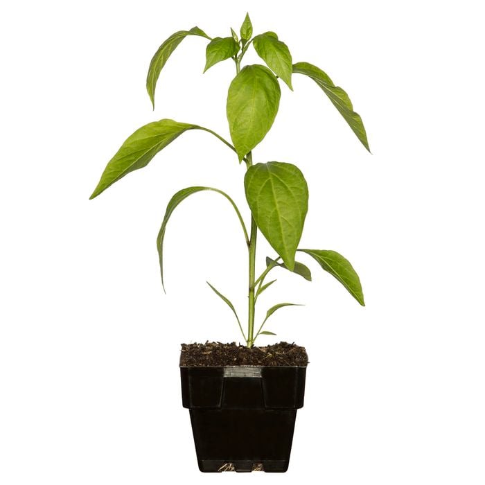 125mm Floriana Fresh Start Range - Chilli Africa