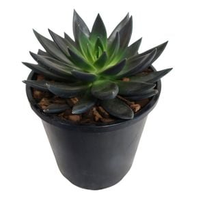 1.9L Echeveria Black Knight - Echeveria