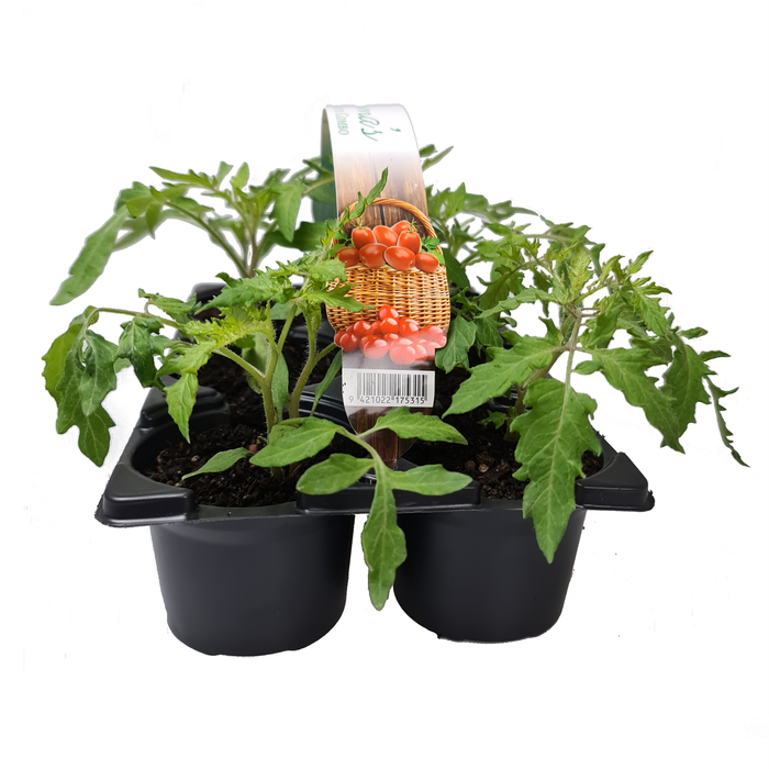 Tomato Combo - 6 Pack