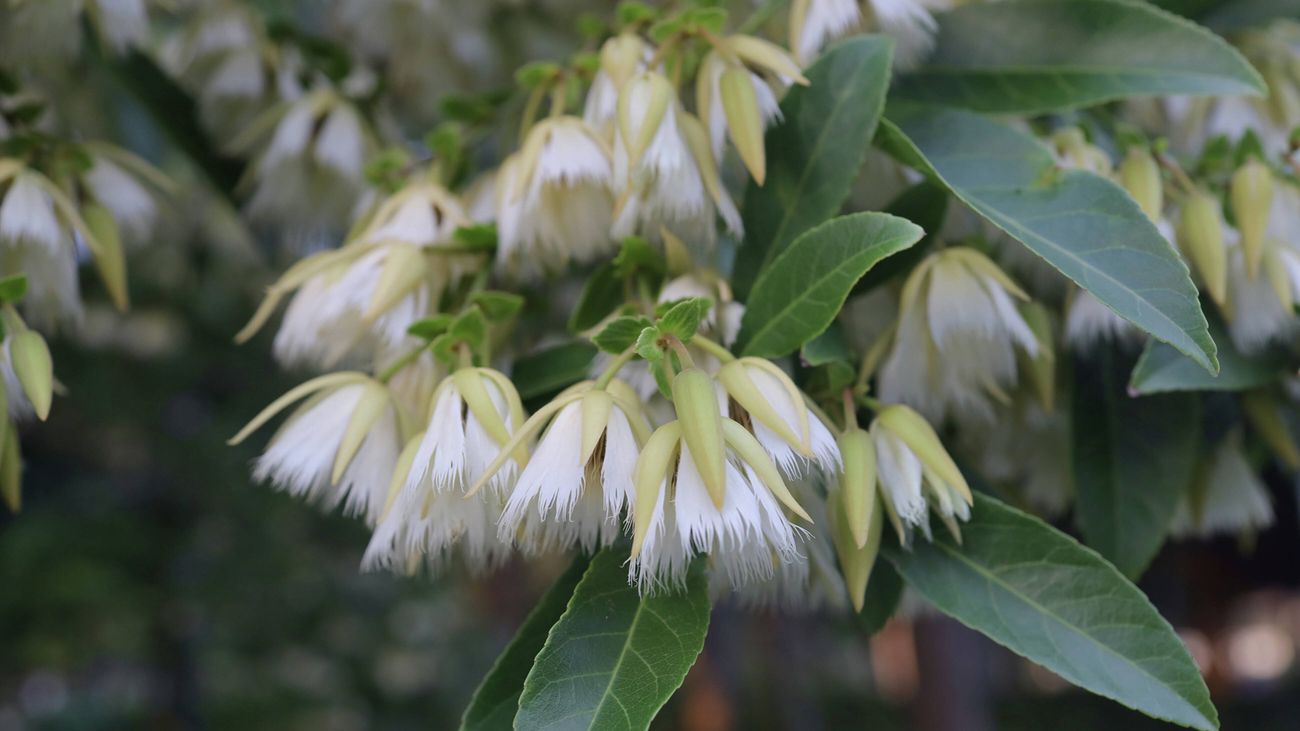 White, fringed, bell-shaped Blueberry Ash flowers clustered on a branch with dark green leaves.