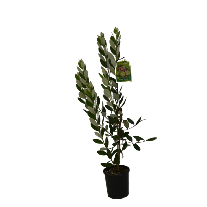3L Feijoa Apolla - Acca sellowiana Apollo - Incredible Edibles Range