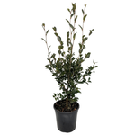 200mm Camellia Avalanche - Camellia sasanqua
