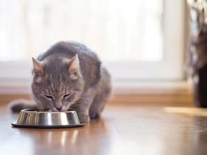 Grey cat facing forward sitting and eating out of a steel bowl indoors