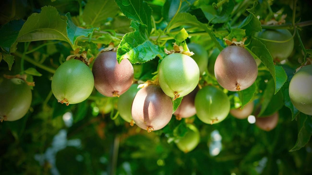 Green and purple passionfruit hanging from a vine.