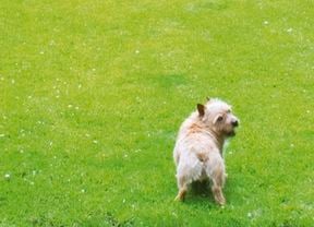 Dog in backyard area.