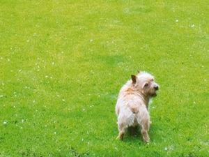 Dog in backyard area.