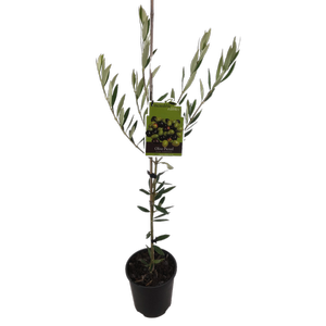 1.9L Olive Picual - Olea europaea - Incredible Edibles Range