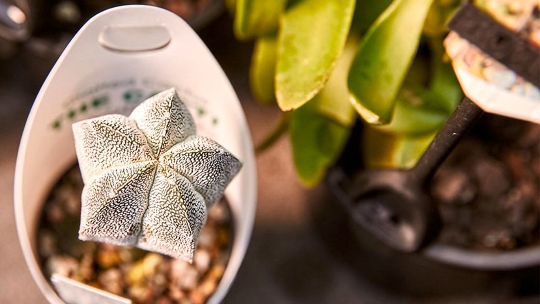 Close up from above of a succulent.