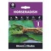 Bloomin' Bulbs Produce Summer Purple Horseradish - 1 Pack