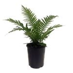 Fern & Shade Plants