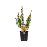 140mm Leucadendron Fire Glow - Leucadendron salignum