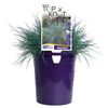 140mm Festuca TOP KNOT Blue Opal - Festuca valesiaca