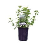 140mm Salvia Turquoise Kisses - Salvia