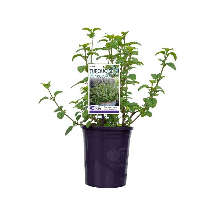 140mm Salvia Turquoise Kisses - Salvia