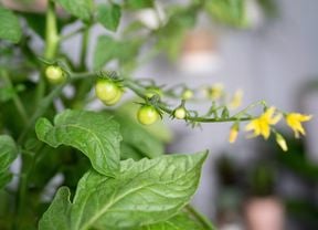 Plant with unripe green tomatoes.