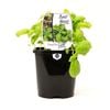 125mm Basil Sweet - Ocimum basilicum - Food For Life Range