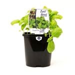 125mm Basil Sweet - Ocimum basilicum - Food For Life Range