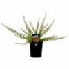 140mm Aussie Mates Range Grevillea Scarlet Sprite - Grevillea rosmarinifolia