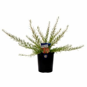 140mm Aussie Mates Range Grevillea Scarlet Sprite - Grevillea rosmarinifolia