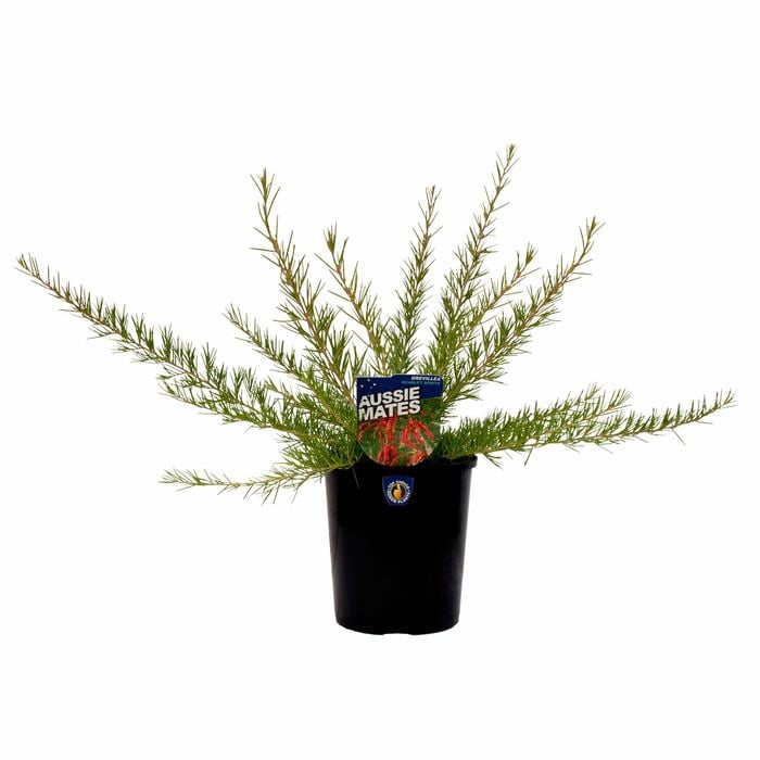 140mm Aussie Mates Range Grevillea Scarlet Sprite - Grevillea rosmarinifolia