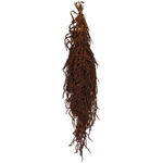 Blooms Of Joy 50-80cm Brown Amaranthus Flowers