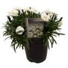 14cm Dianthus Sprint White - Dianthus - Gardening Solutionz