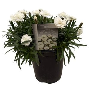 14cm Dianthus Sprint White - Dianthus - Gardening Solutionz