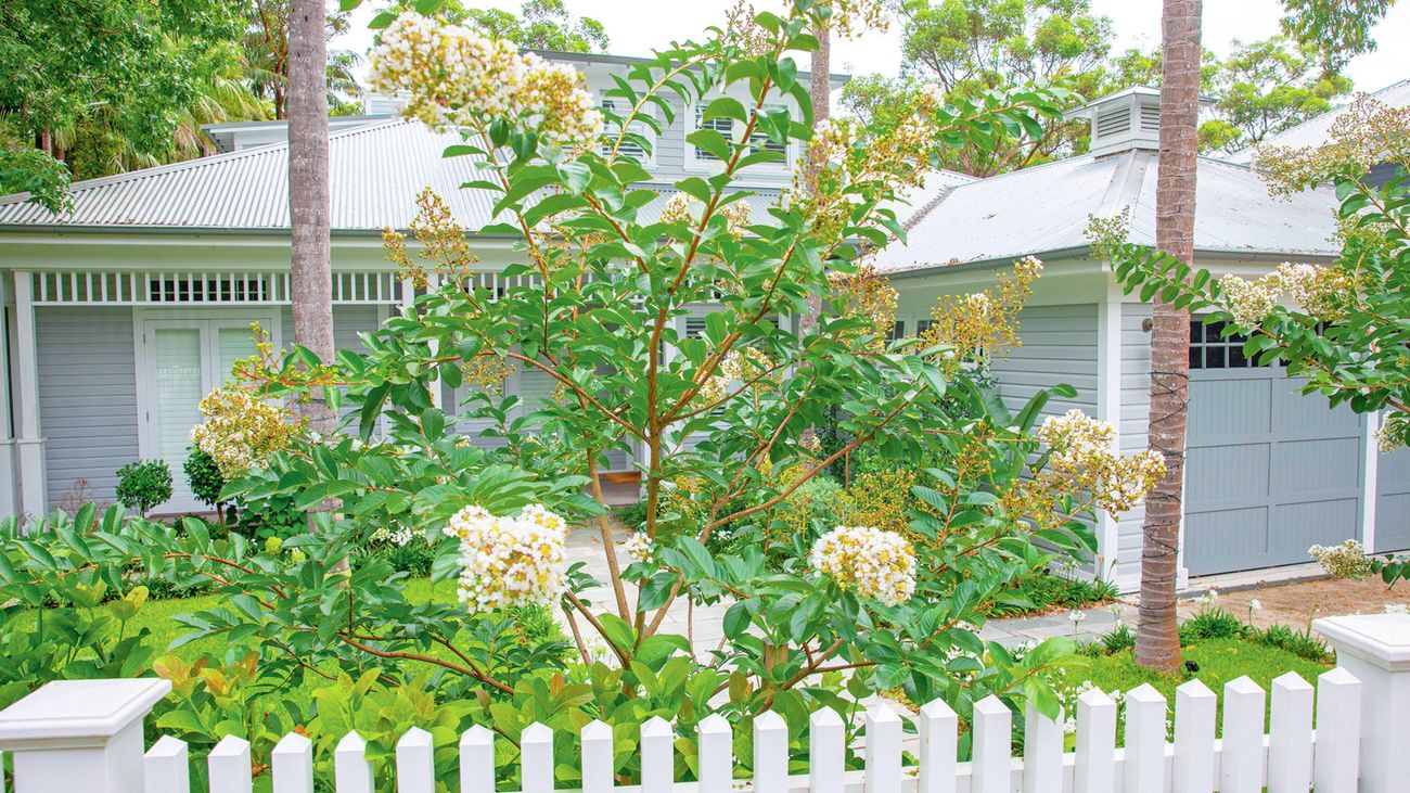A small crepe myrtle tree with white flowers in front of a grey house, bordered by a white picket fence.