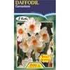 Daffodil Geranium - 5 Bulbs