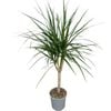 170mm 12" Cane - Dracaena Marginata 