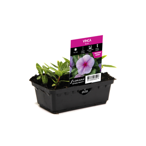 Punnet Vinca Blush - Catharanthus roseus