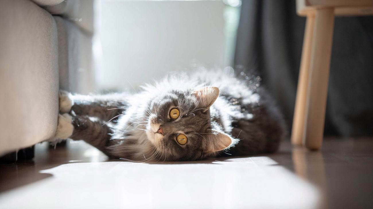Grey and white cat lying on side scratching sofa looking at camera in sunlight.